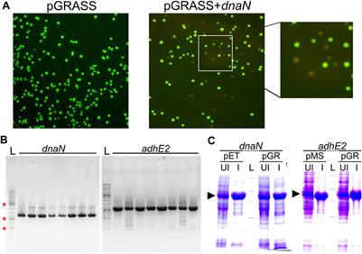 A positive Selection Escherichia Coli Recombinant Protein Expression Vector for One-Step Cloning